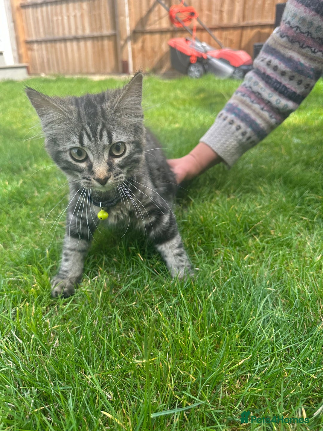 British Shorthair cats for sale: 3 beautiful kittens - Image 6