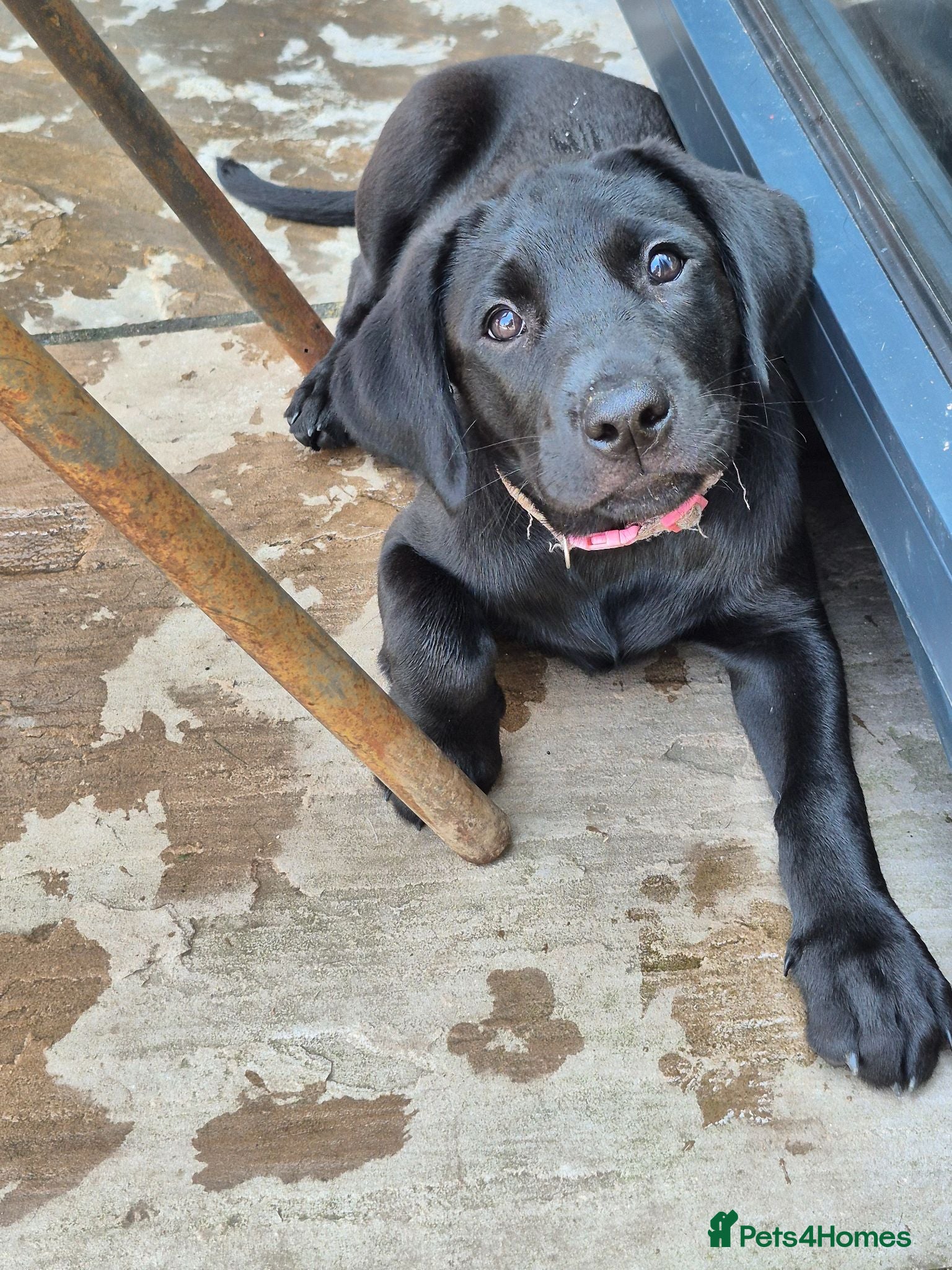 Labrador Retriever dogs Labrador pups - Advert 2
