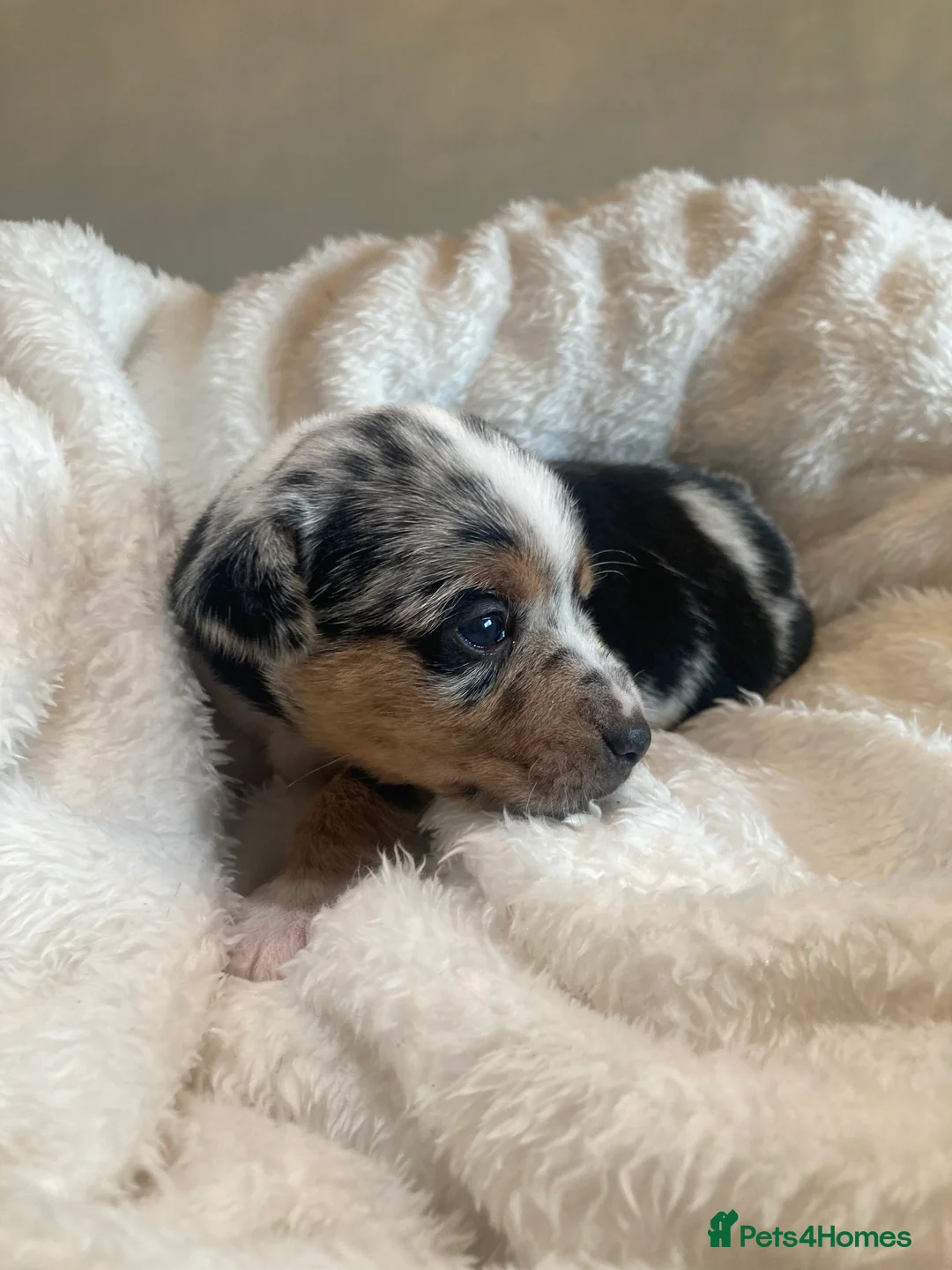 Jack Russell dogs for stud: Miniature Jack Russell - Blue Merle - STUD DOG in Wellingborough - Advert 14