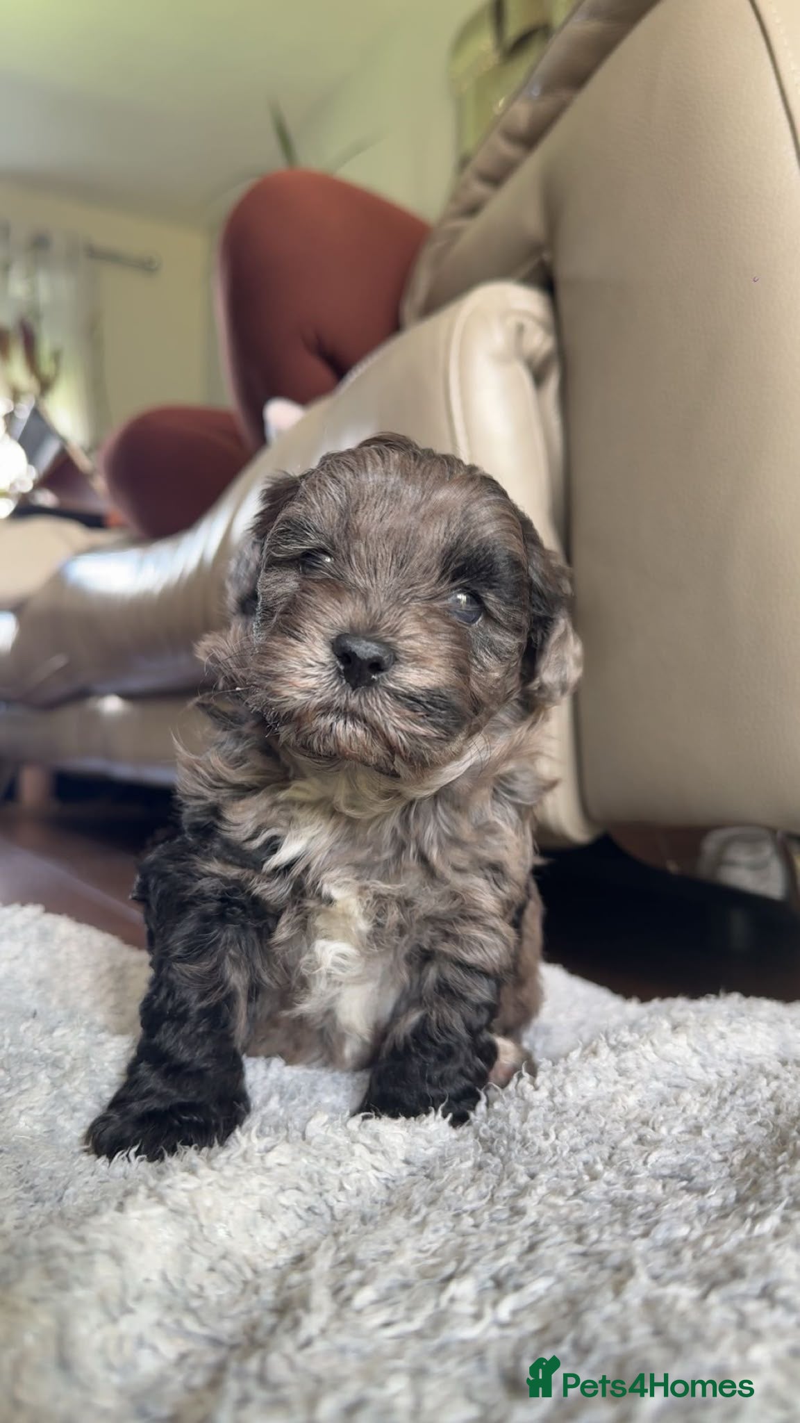 Lhasapoo dogs Stunning Lhasapoo Puppies Available.  - Advert 1
