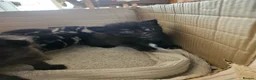 Mixed Breed cats for sale: Ready 4 days black boy kitten Siamese ragdoll mix  - Advert 14
