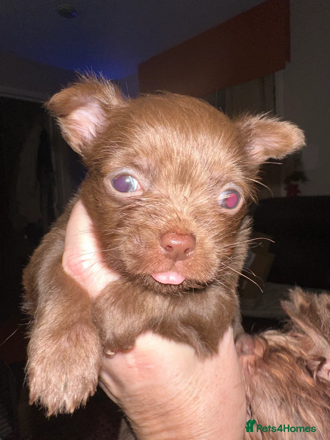 Chihuahua dogs for sale: X2 Gorgeous Chihuahua little ladies - Advert 16