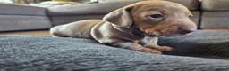 Miniature Dachshund dogs for sale: 2 beautiful miniature dachshund pups - Advert 5