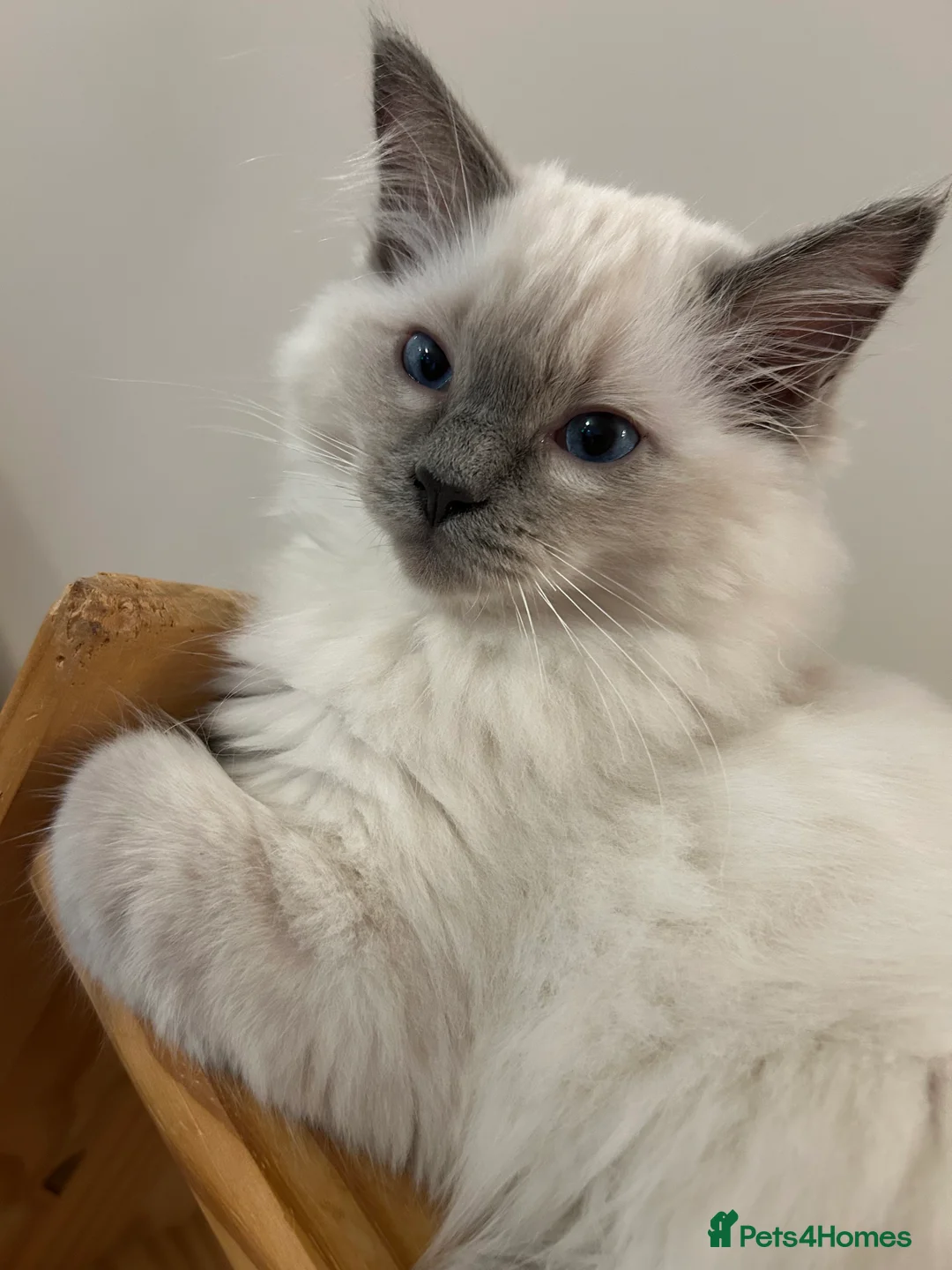 Ragdoll cats for sale: Ragdoll Kittens TICA 2 Boys Seal Blue  - Advert 8