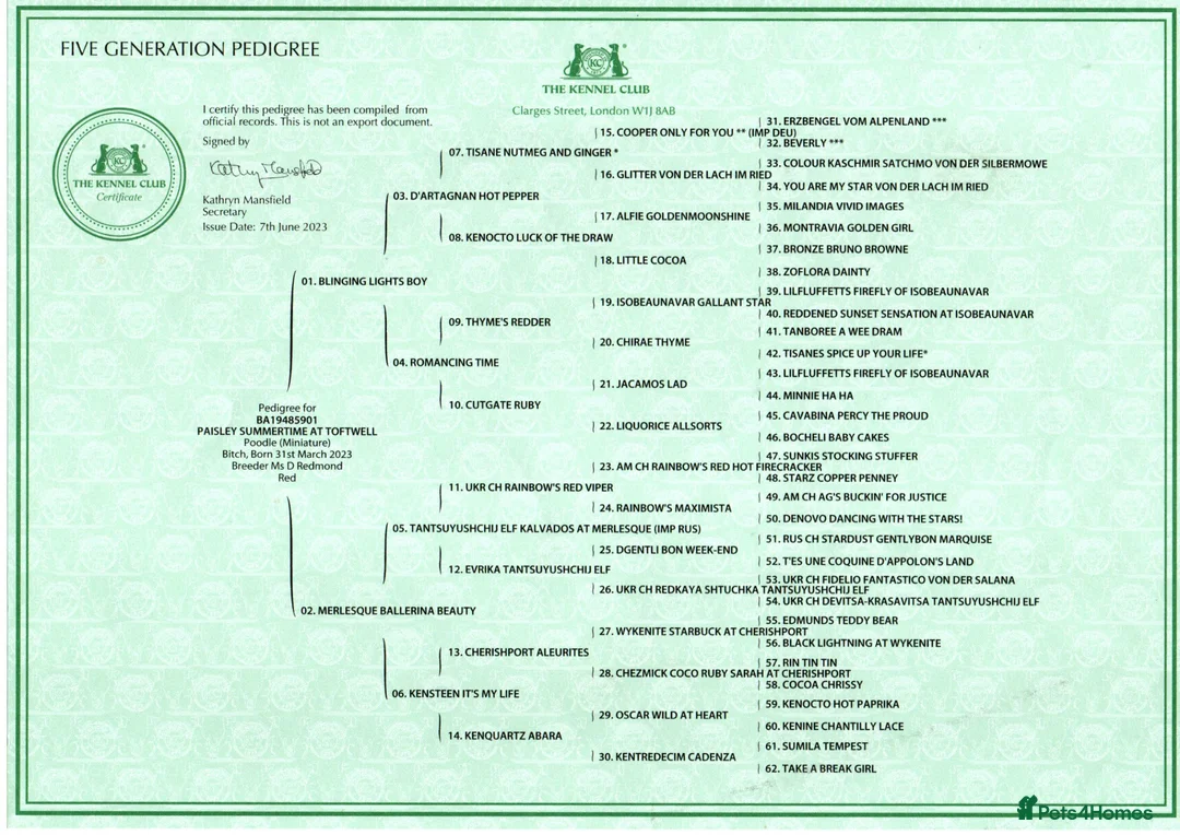 Mixed Breed dogs for sale: Male red miniature toy poodle  - Advert 2