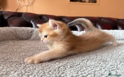 British Shorthair cats for sale: Ready 2 lovely girls AY12 and NY12 / Corin - Image 18