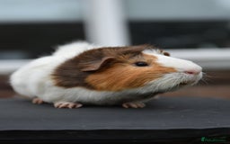 Guinea Pig rodents for sale: 9 Month Old Male Guinea Pigs Looking For Homes in Wigan - Image 18