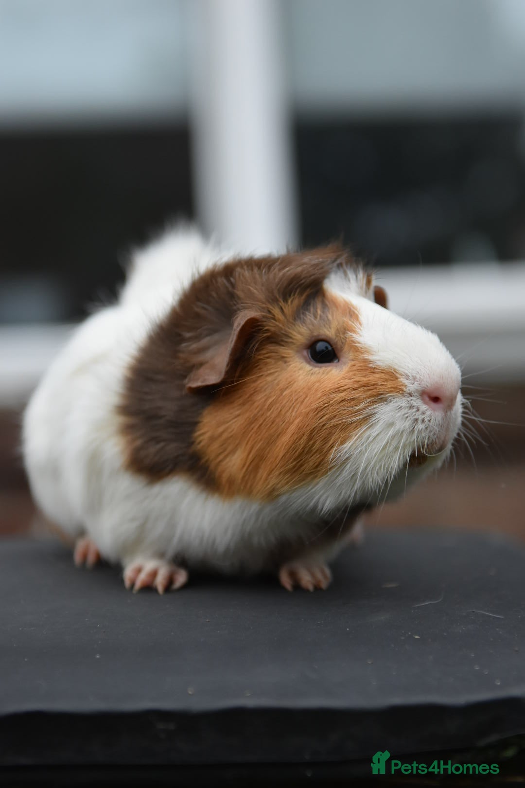 Guinea Pig rodents for sale: 9 Month Old Male Guinea Pigs Looking For Homes in Wigan - Image 18