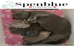 British Shorthair cats for sale: 💙GCCF MALE BSH KITTENS OUTSTANDING CHAMPION LINES - Image 14