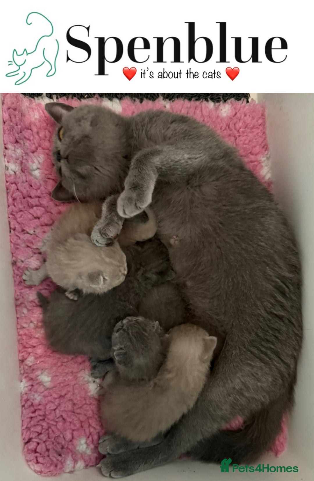 British Shorthair cats for sale: 💙GCCF MALE BSH KITTENS OUTSTANDING CHAMPION LINES - Image 14