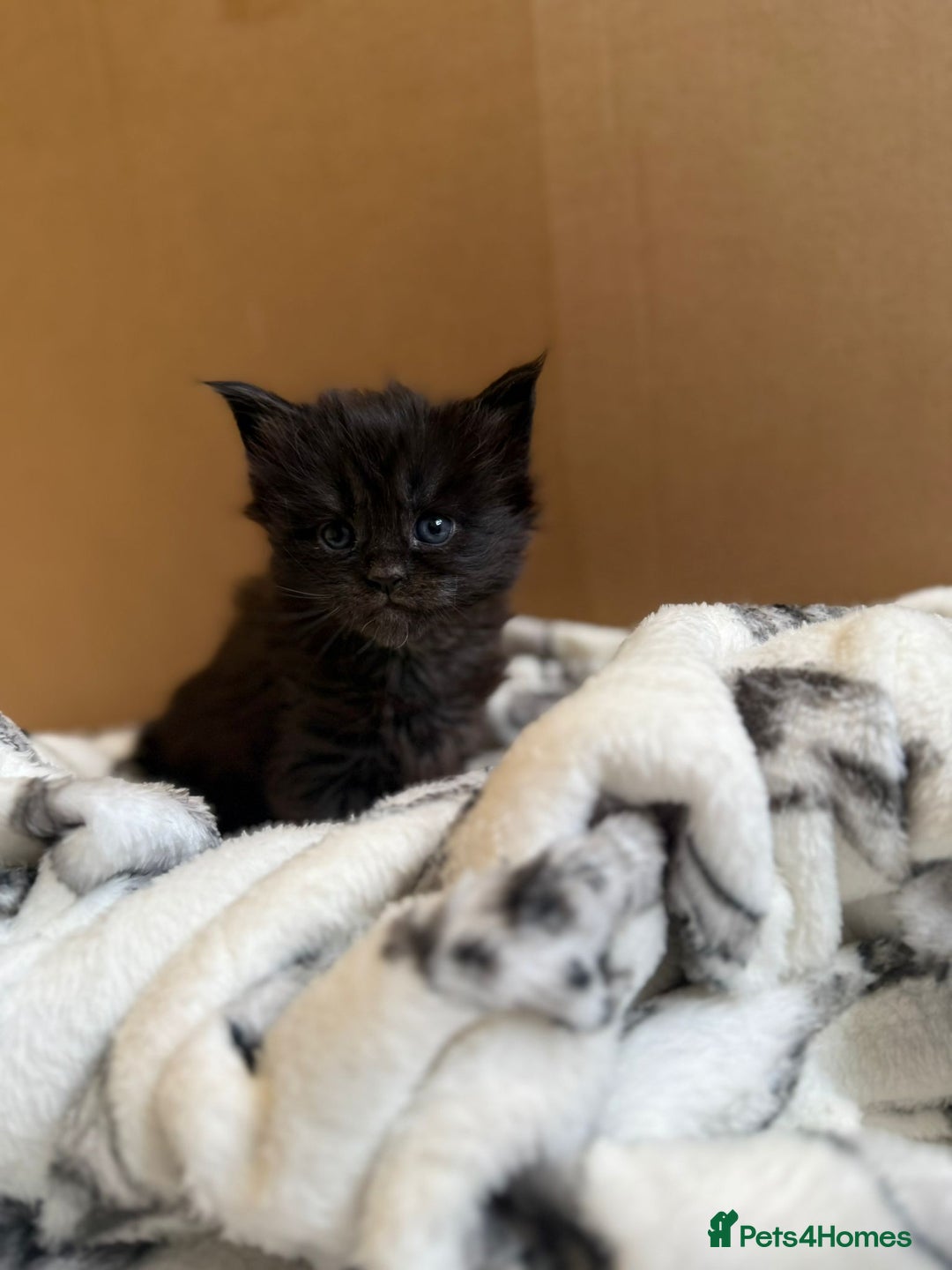 Maine Coon cats for sale: Pedigree Tica Russian Import line Maine Coons - Advert 29