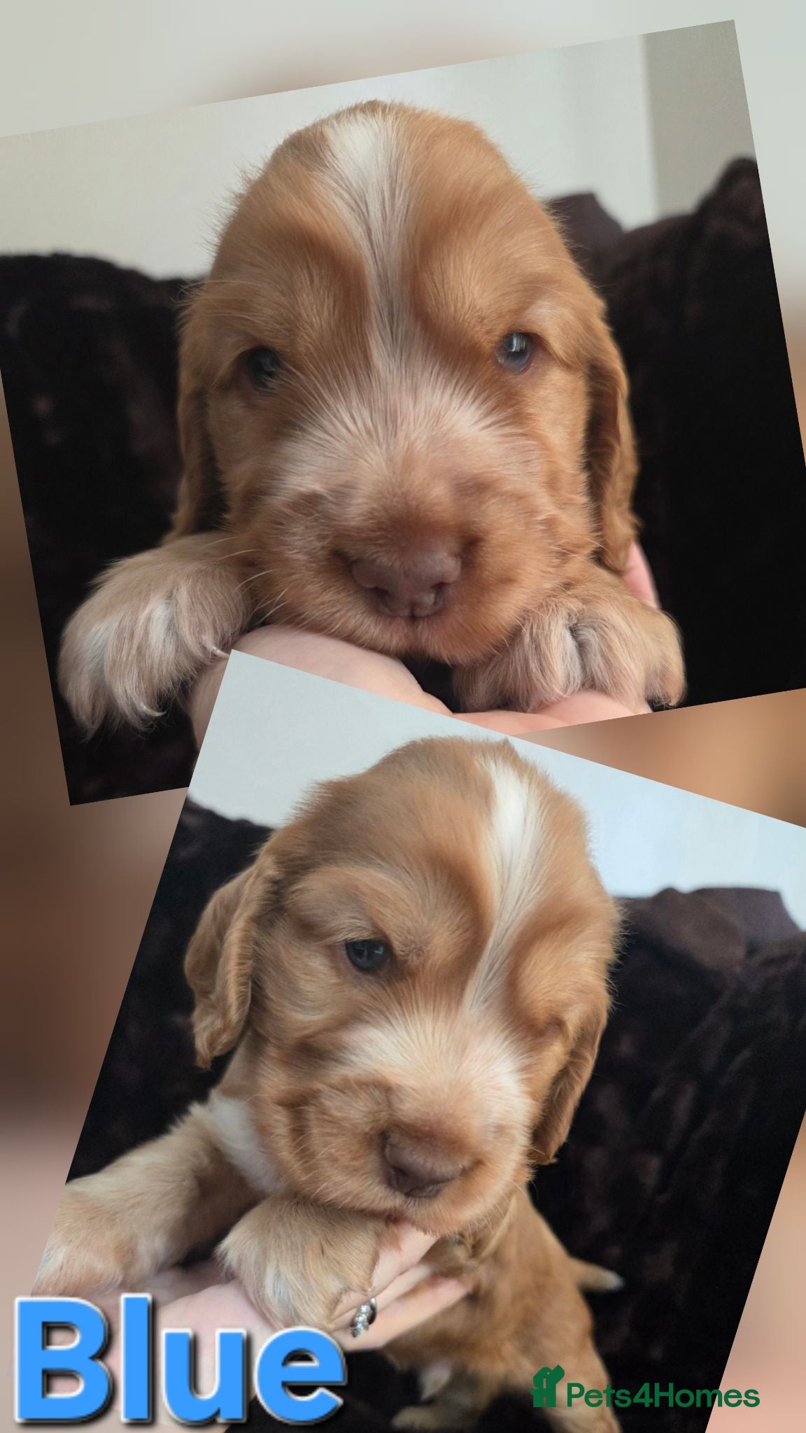 Cocker Spaniel dogs RKC SHOW COCKER SPANIEL PUPPIES EXTENSIVELY HEALTH - Advert 1