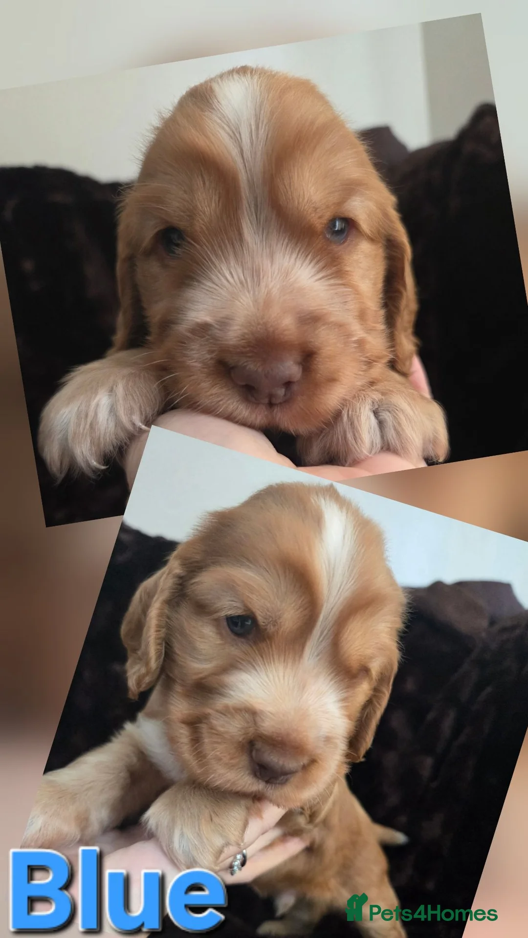 Cocker Spaniel dogs for sale: RKC SHOW COCKER SPANIEL PUPPIES EXTENSIVELY HEALTH - Advert 1