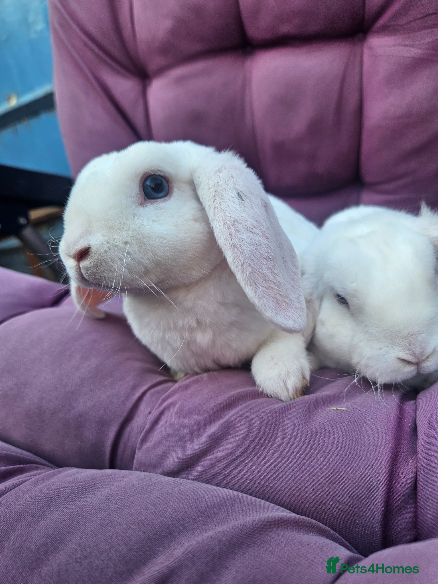 Mini Lop rabbits Mini Plush Lops - Suffolk - Advert 2