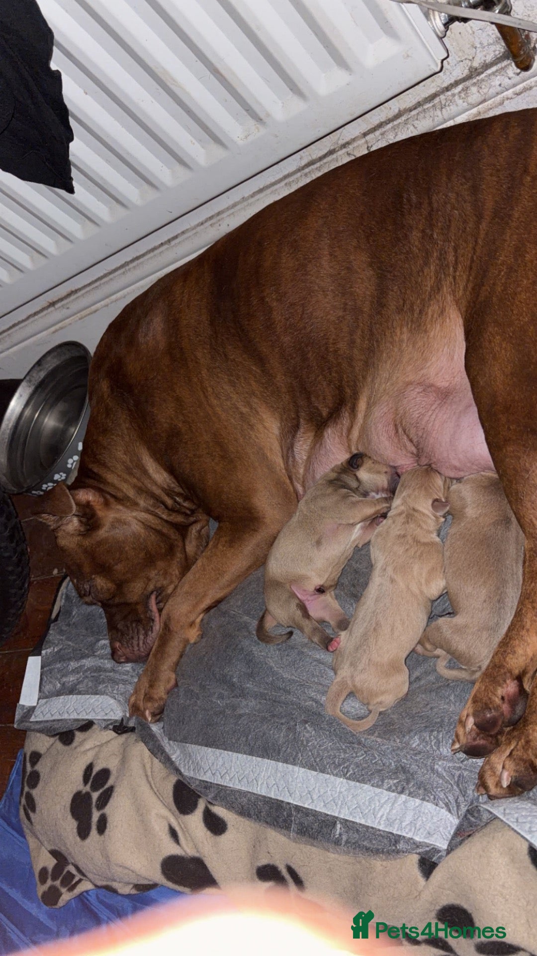 Staffordshire Bull Terrier dogs Staffy puppies  - Advert 3
