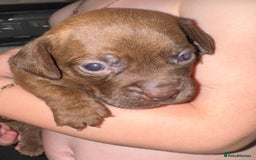 Mixed Breed dogs for sale: Beautiful Dachshund cross Boston Terrier - Image 1