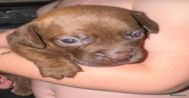 Mixed Breed dogs - Advert 16