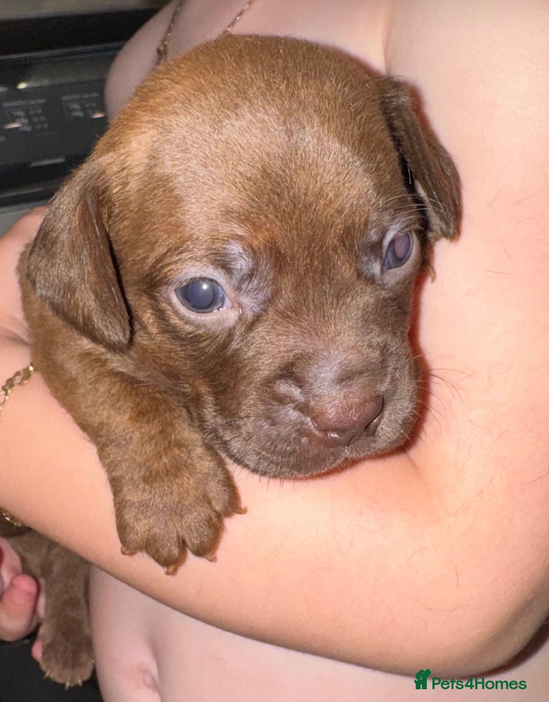 Mixed Breed dogs for sale: Beautiful Dachshund cross Boston Terrier - Image 1