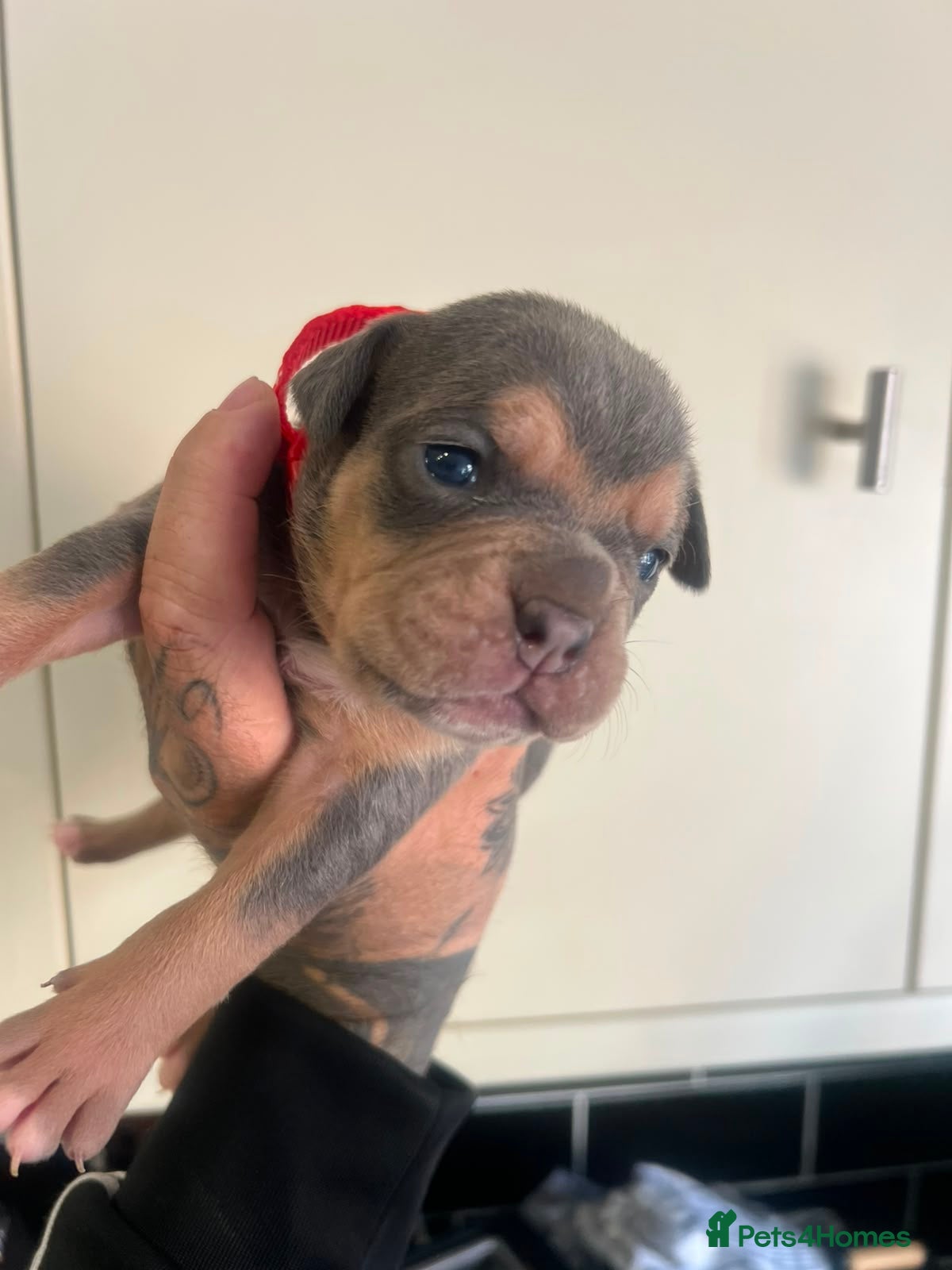 Mixed Breed dogs Old english bulldog mixed with bull mastiff  - Advert 11
