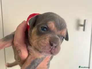 Mixed Breed dogs Old english bulldog mixed with bull mastiff - Advert 6