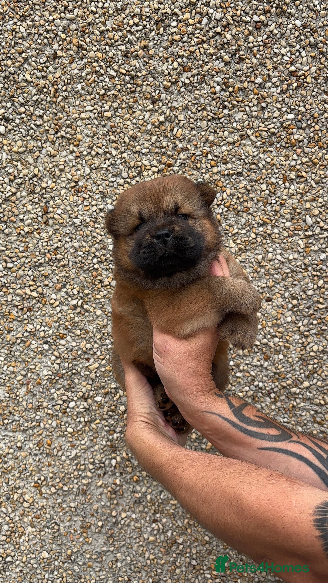 Chow Chow dogs for sale: 🐾Adorable Pedigree Chow Chow Puppies paw - Image 12