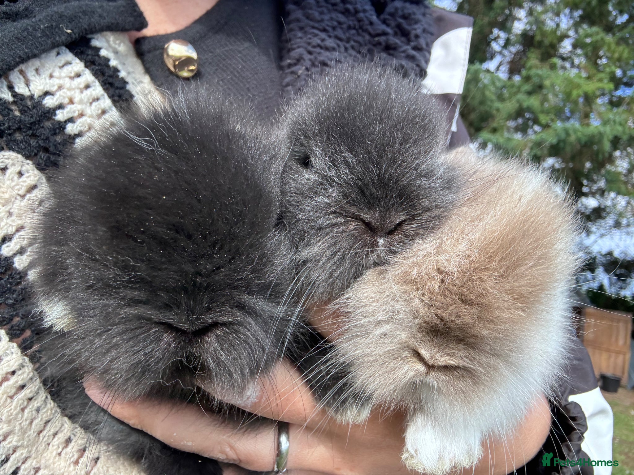 Lionhead rabbits for sale: Stunning lion head bunnies for sale  - Advert 7