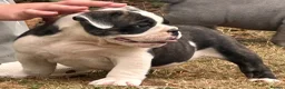 Olde English Bulldogge dogs for sale: 🐾2 Olde English bulldog puppies left 🐾 - Advert 14