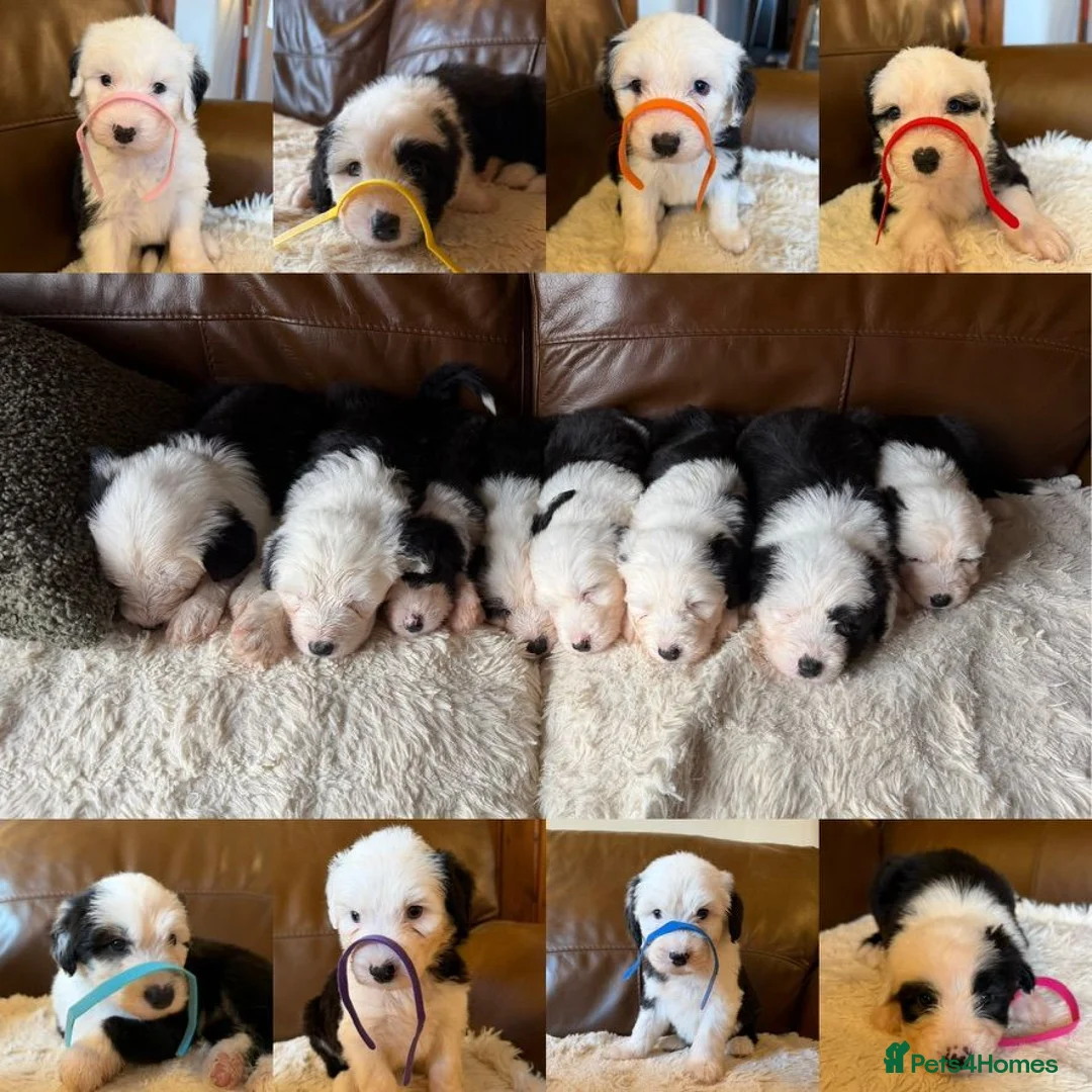 Old English Sheepdog dogs for sale: KC Registered Old English Sheepdog puppies - Advert 2