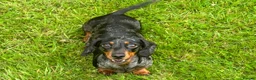 Miniature Dachshund dogs for sale: Litter of four Miniature Dachshunds - Advert 4