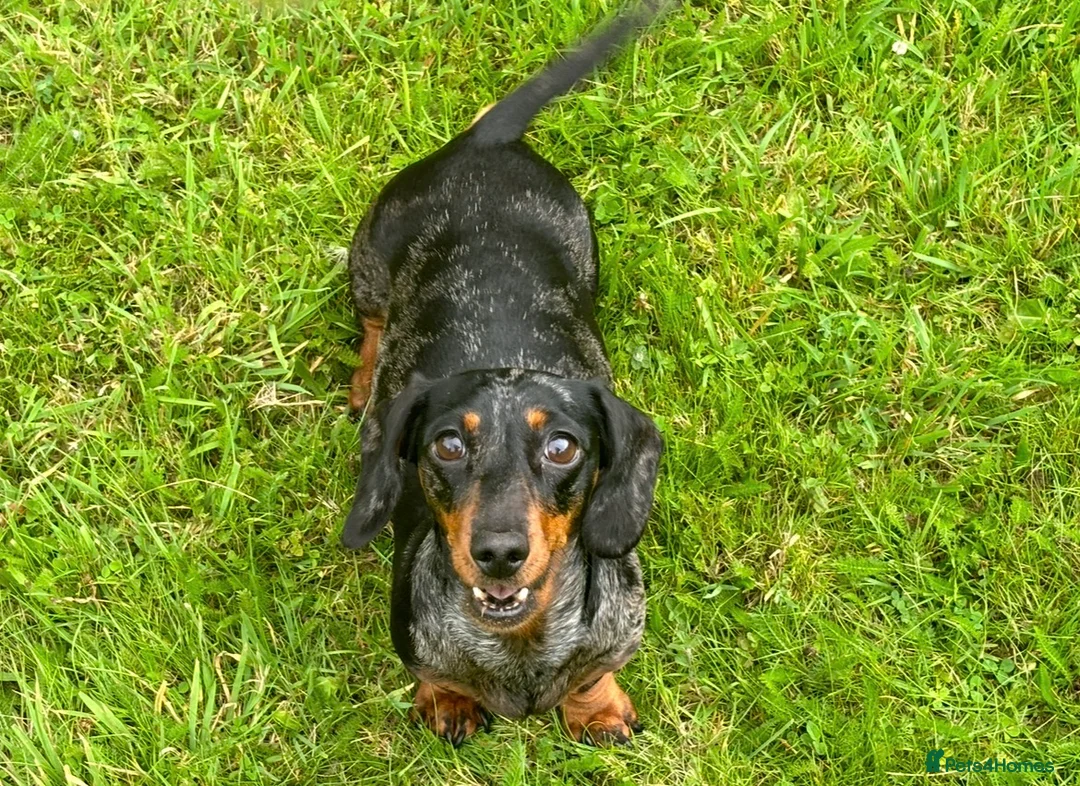 Miniature Dachshund dogs for sale: Litter of four Miniature Dachshunds - Advert 4