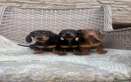 Miniature Dachshund dogs for sale: Miniature dachshunds (council licensed breeder) - Image 15