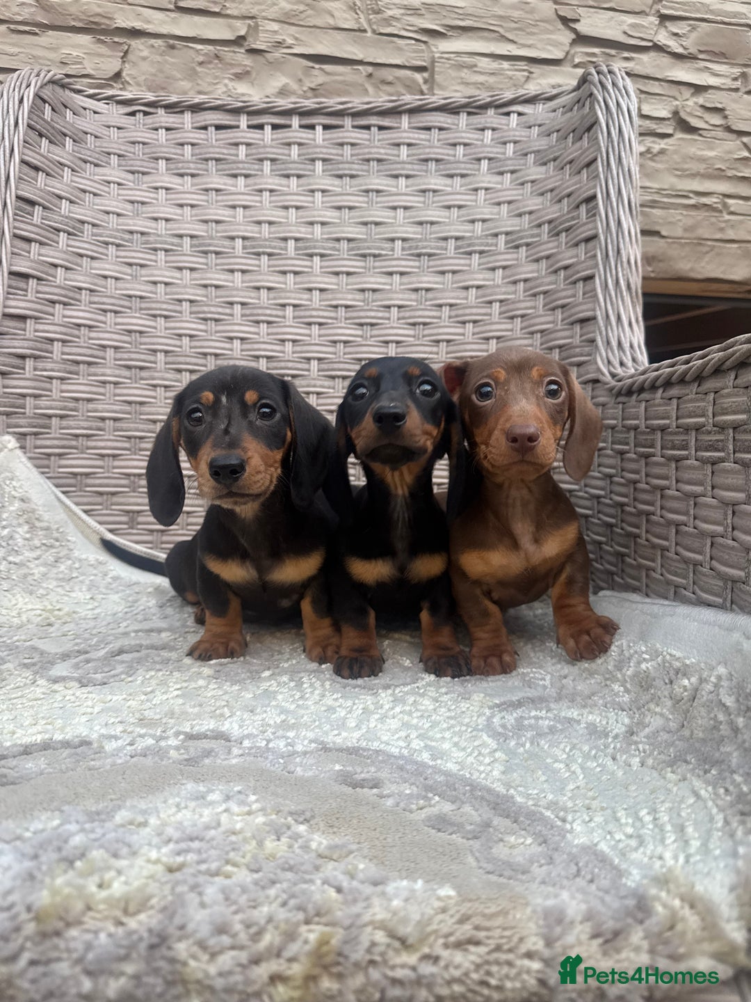 Miniature Dachshund dogs for sale: Miniature dachshunds (council licensed breeder) - Image 15