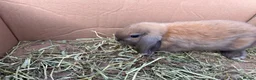 Mini Lop rabbits for sale: Minilop babies  - Advert 3