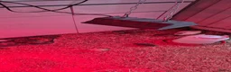 Mixed Breed birds for sale: California, bob white, button, jumbo quails sale - Advert 24