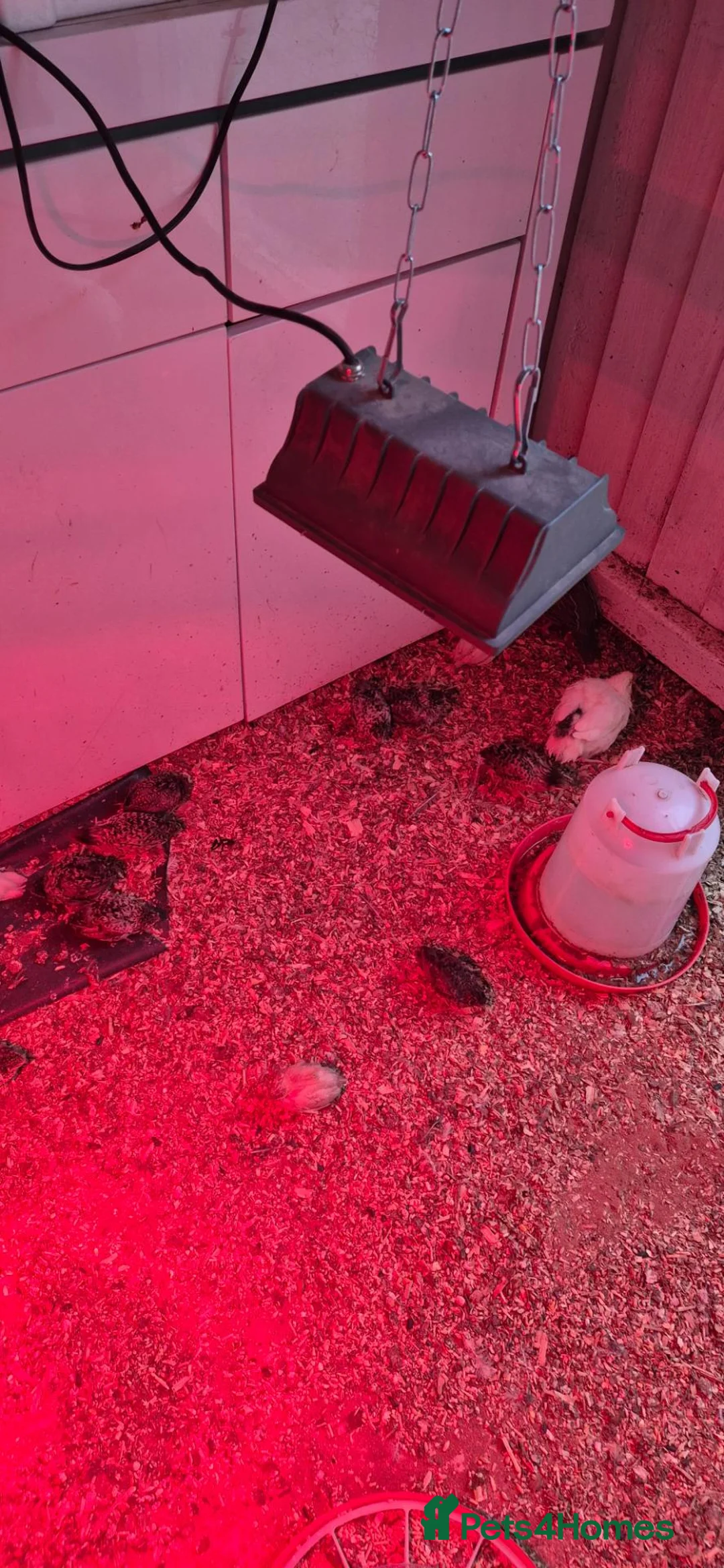 Mixed Breed birds for sale: California, bob white, button, jumbo quails sale - Advert 24