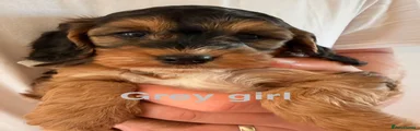 Cockapoo 4