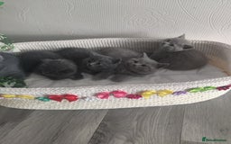 Scottish Fold cats for sale: Scottish fold blue for sale  - Image 10