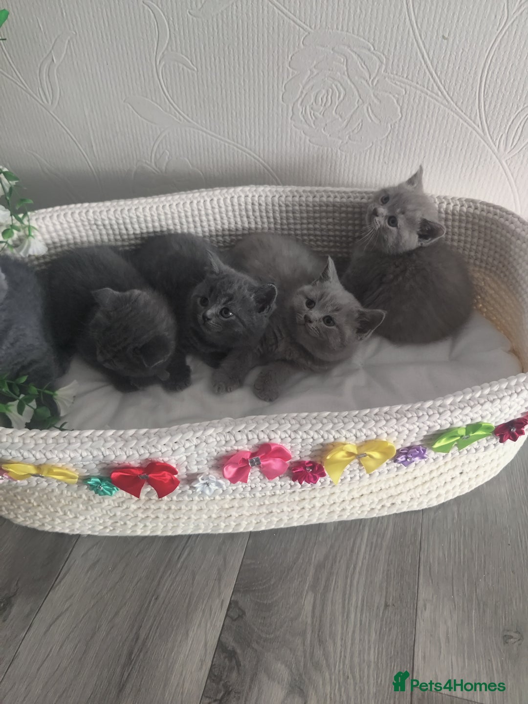 Scottish Fold cats for sale: Scottish fold blue for sale  - Image 10