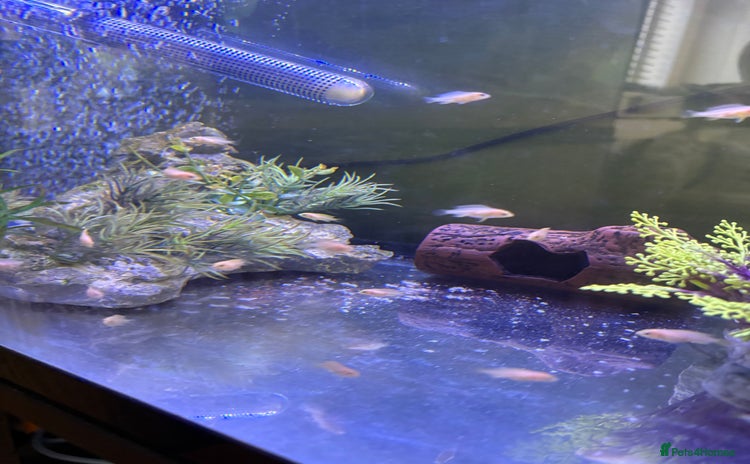 Cichlids fish - Advert 1