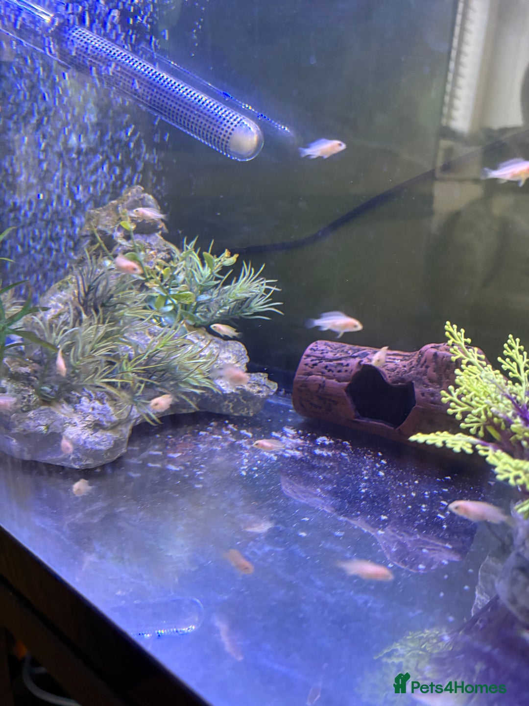 Cichlids fish for sale: Yellow lab mbuna cichlids - Image 1
