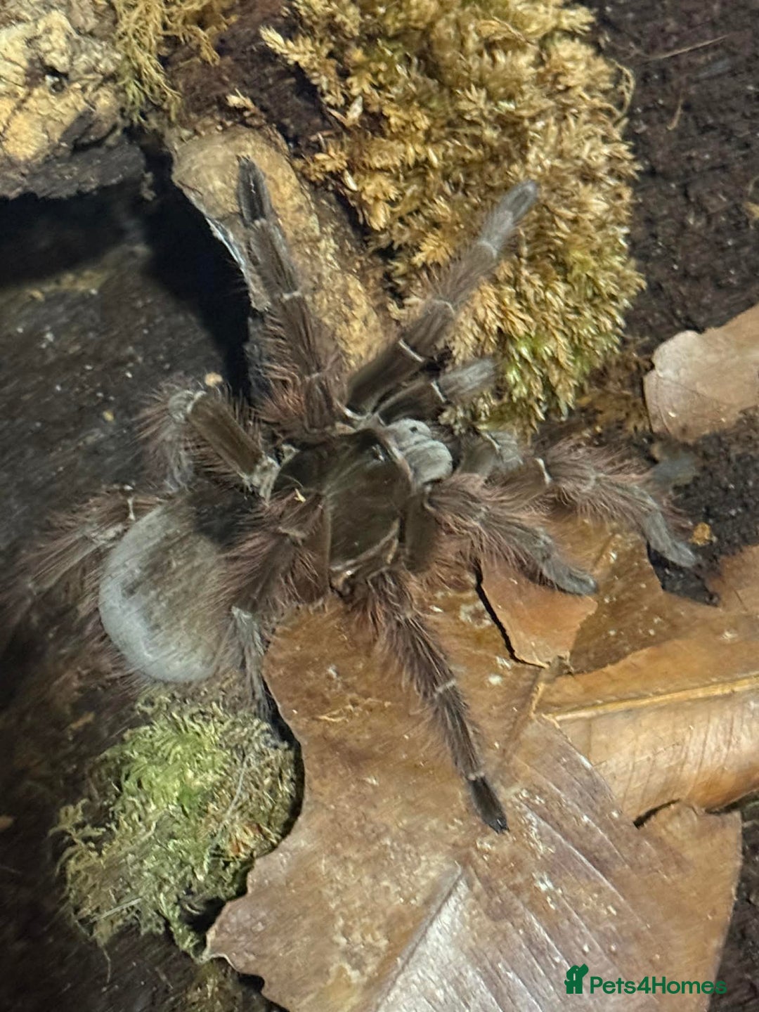 Spiders invertebrates for sale: 🕷️ RARE SPIDERS 🕷️ FOR SALE 🕷️ - Advert 1