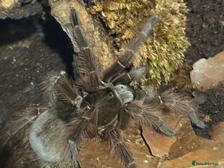 Spiders invertebrates Tarantulas For Sale (reduced prices) - Advert 13