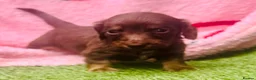 Miniature Dachshund dogs for sale: Long haired miniature dachshund puppies - Advert 13