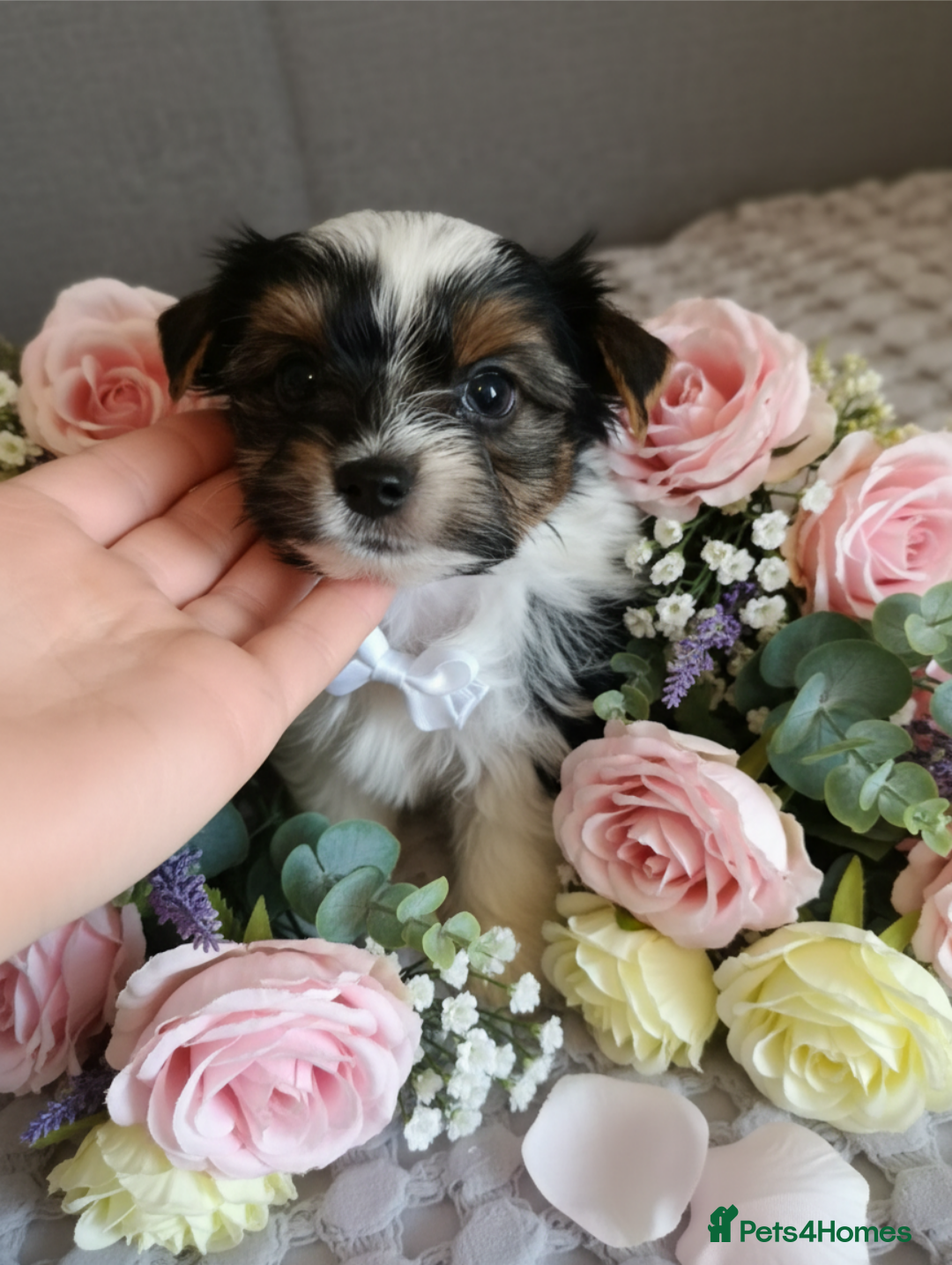 Yorkshire Terrier dogs Luxury Yorkshire terrier Biewer 🐶🐶🐶 - Advert 15