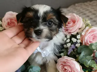 Yorkshire Terrier dogs Luxury Yorkshire terrier Biewer 🐶🐶🐶 - Advert 15