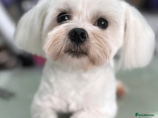 Maltese dogs - Advert 5