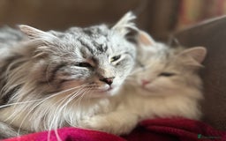 Siberian cats for sale: TICA Siberian Kittens Hypoallergenic Family Raised - Image 16