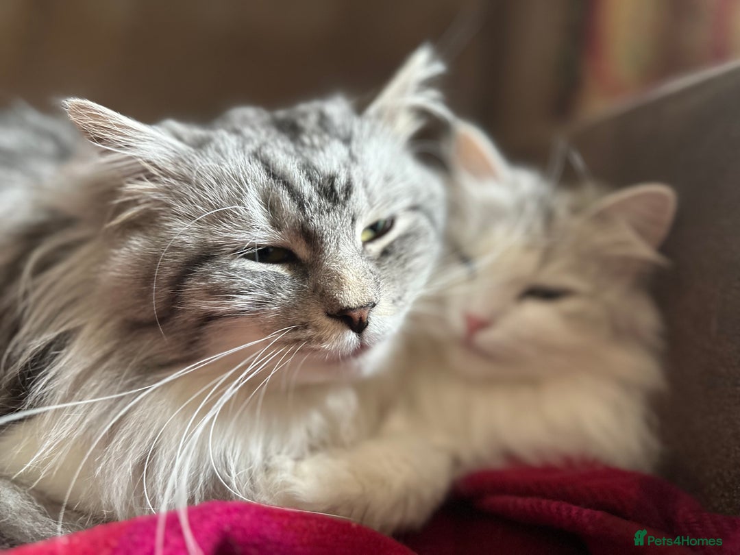 Siberian cats for sale: TICA Siberian Kittens Hypoallergenic Family Raised - Image 16