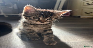 Mixed Breed cats - Advert 11