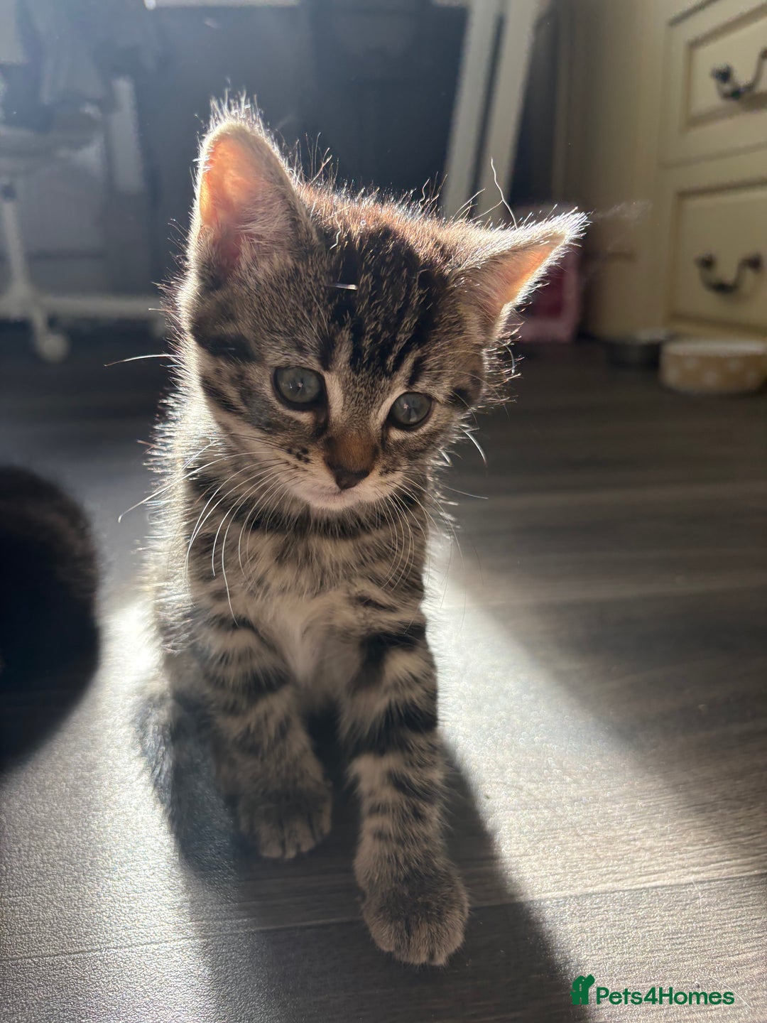 Mixed Breed cats for sale: Adorable kittens 🐈‍⬛ for sale. - Image 2